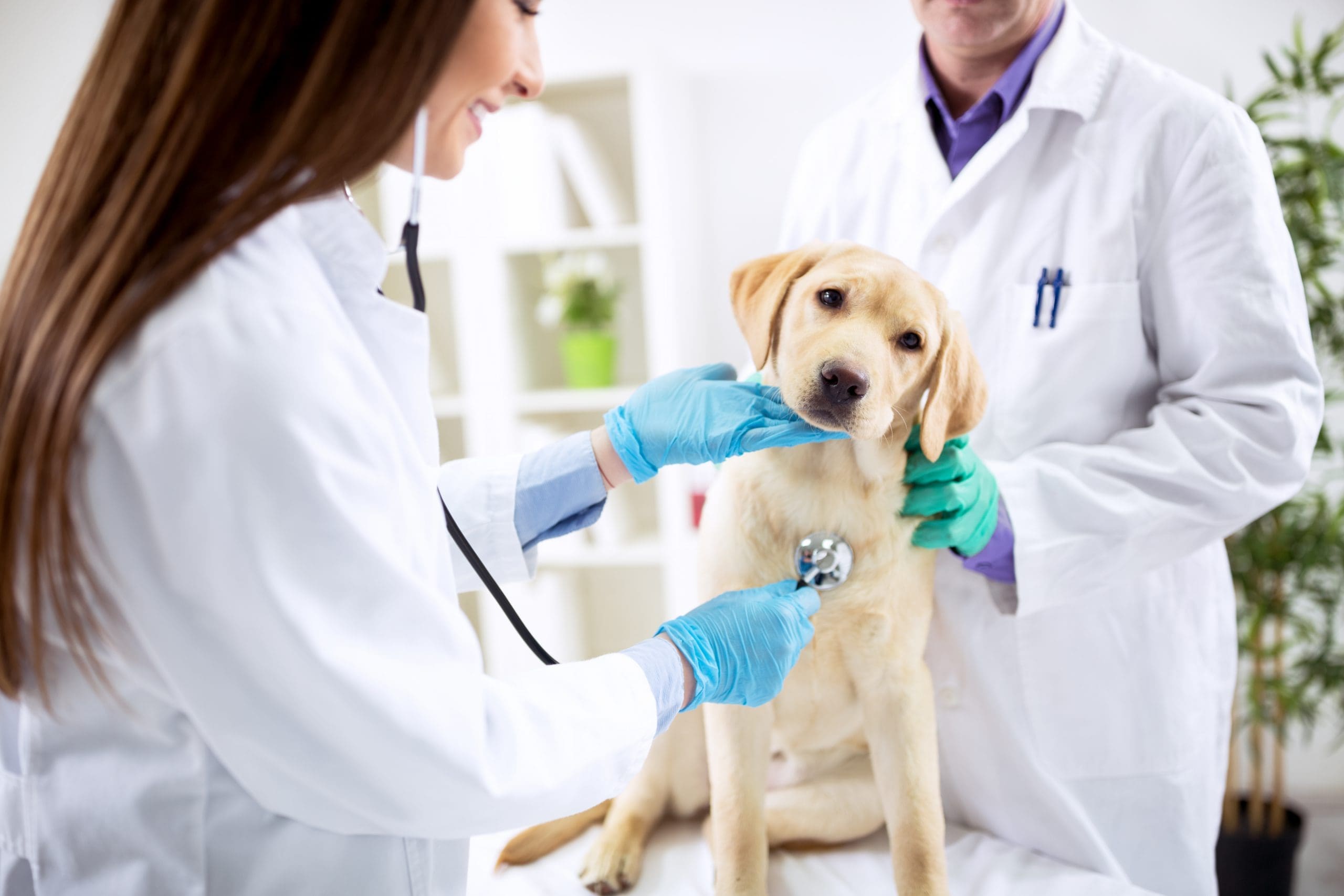 Top 3 Things Veterinarians Teach Us About Safety Data Sheets
